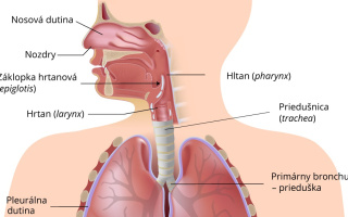 Dýchacia sústava