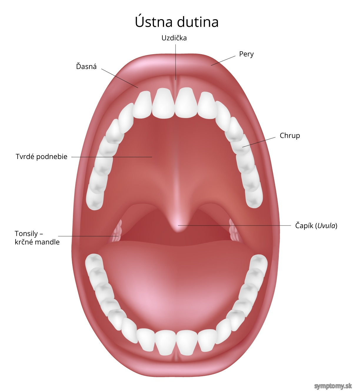 Dutina - ústna