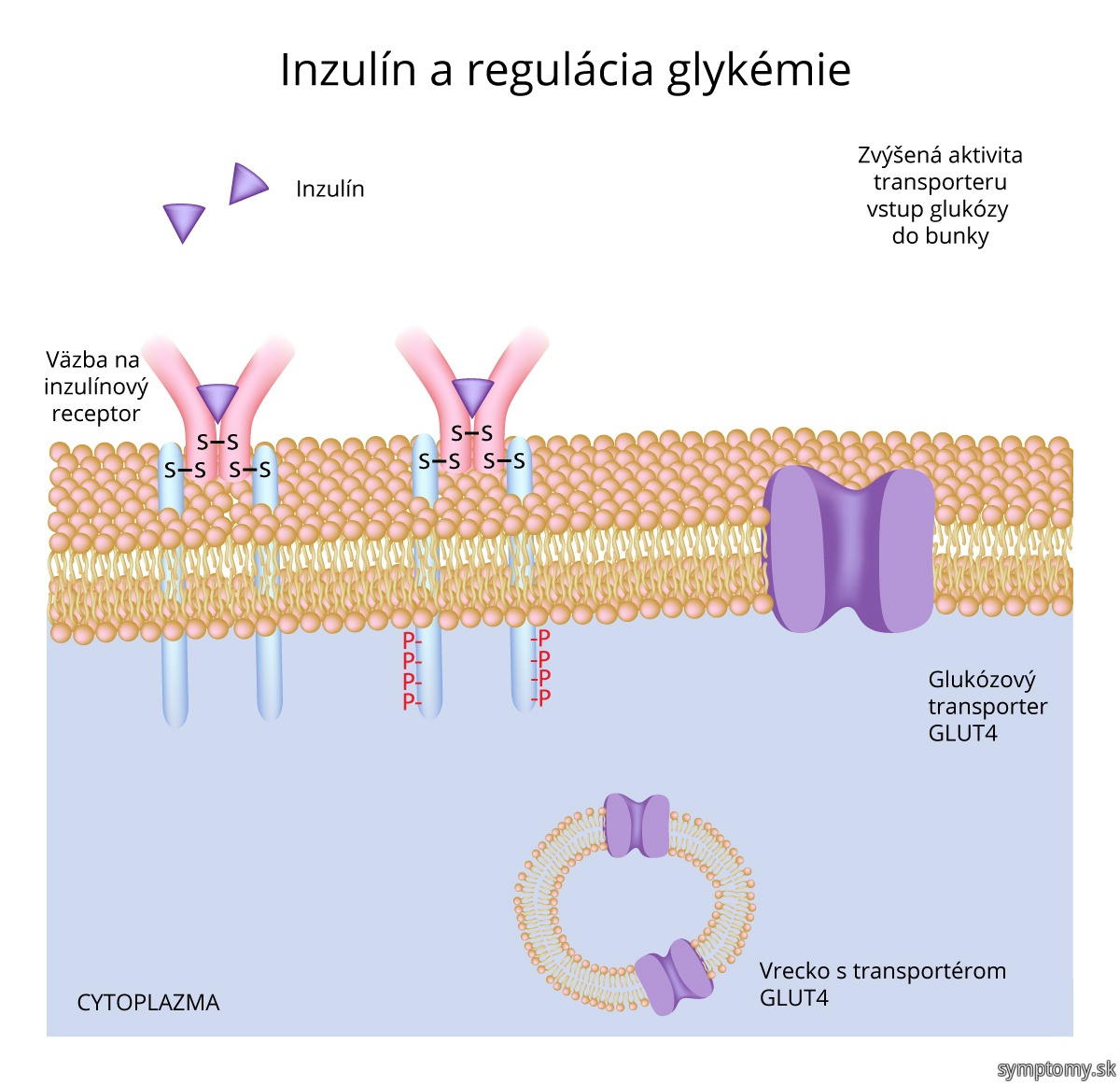 Inzulín a regulácia glykémie