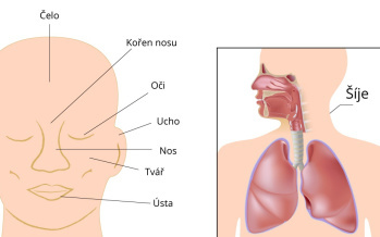 Šije