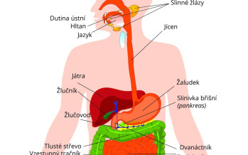 Tráviaci sústava