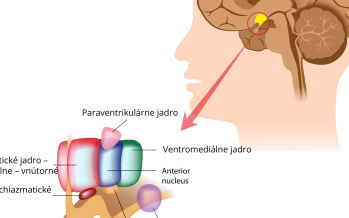 Hypotalamus