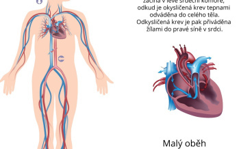 Obehová sústava človeka