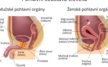 Pohlavná sústava