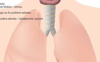 Štítna žľaza