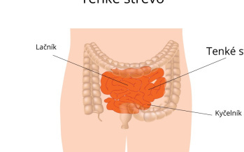 Tenké črevo