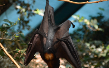 Vírus Nipah