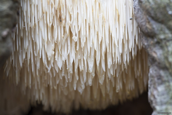 Hericium - koralovec ježovitý
