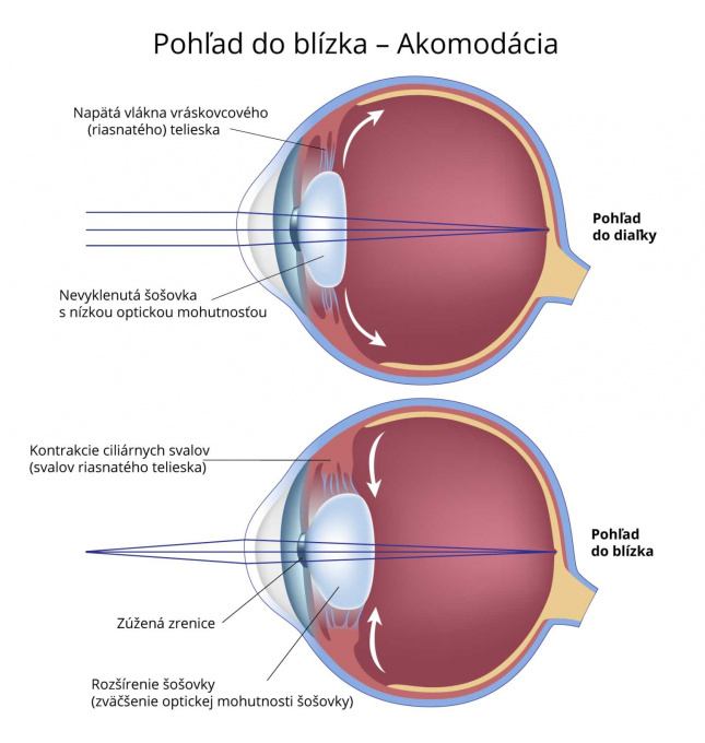 Pohľad do blízka - Akomodácia