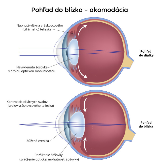 Akomodácie oka
