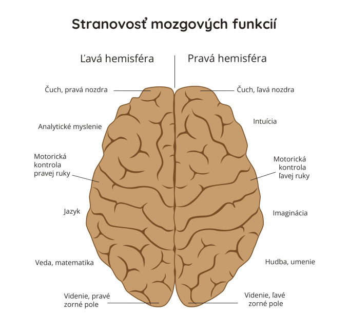 Aký je rozdiel medzi ľavou a pravou hemisférou mozgu?