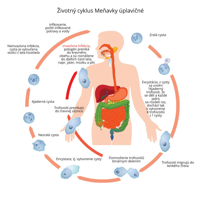 Životný cyklus Meňavky úplavičné (Entamoeba histolitica)