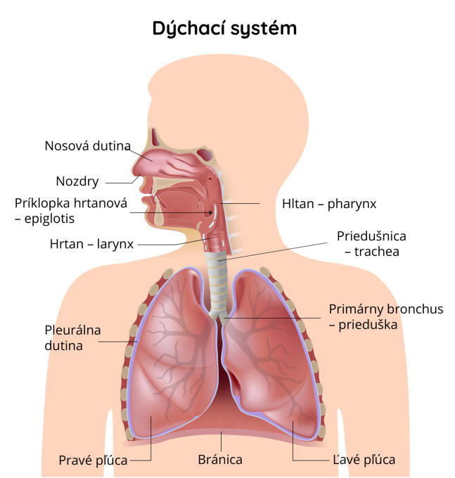 Stavba dýchacej sústavy