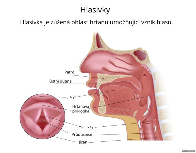 Hlasivky