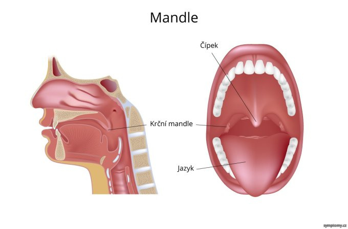 Mandle