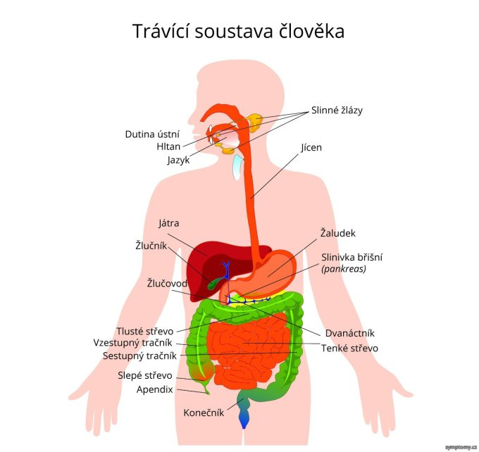 Tráviaci sústava
