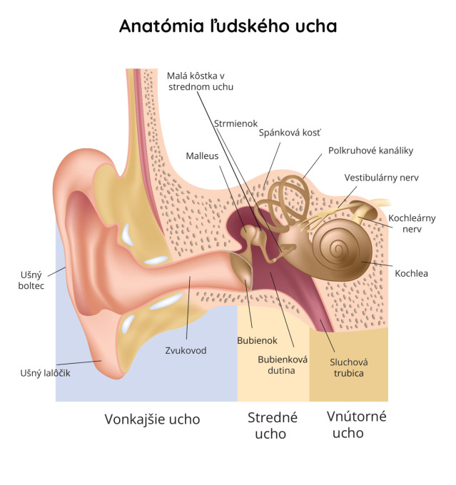 Ucho