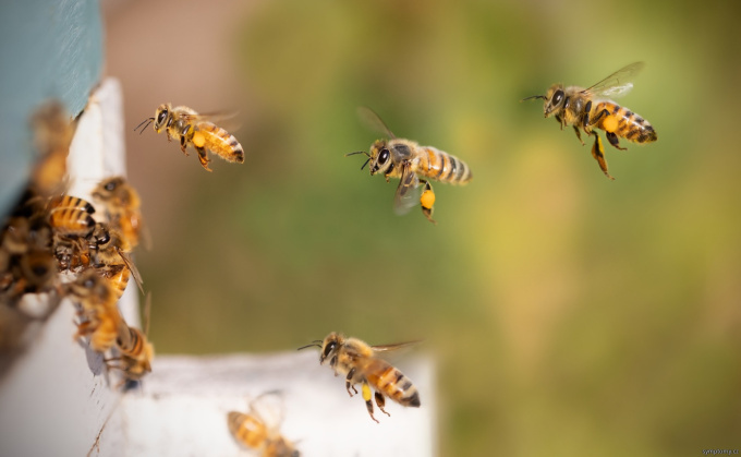 Antivirotické účinky včelích produktov