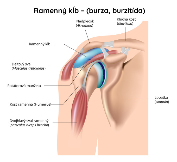 Burzitída