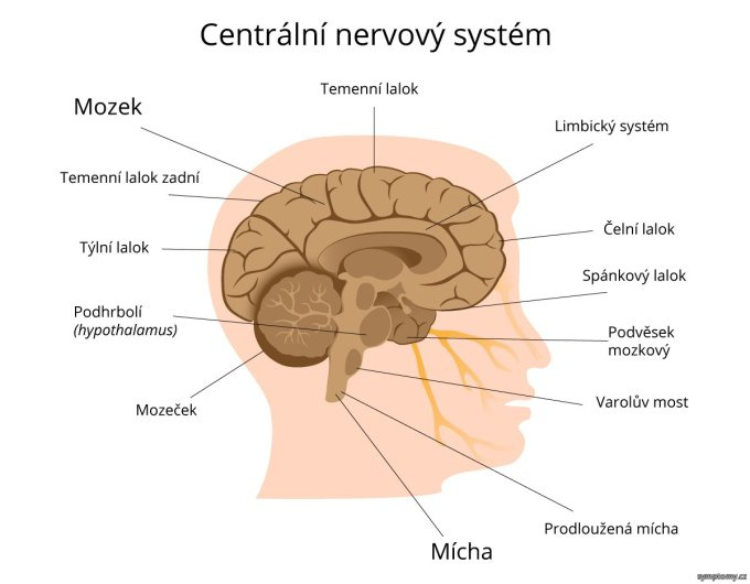 Centrálny nervový systém