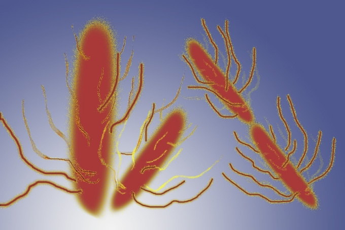 Baktérie Salmonella typhi Brušný tyfus