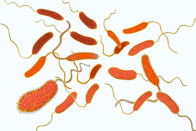 Baktérie-Vibrio-cholerae-pôvodcu-cholery