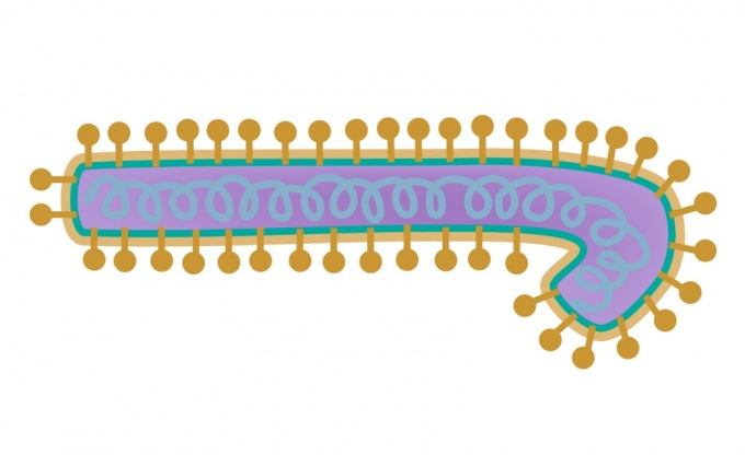 Vírus-eboly-filovirus