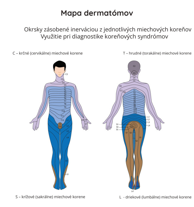 Dermatóm