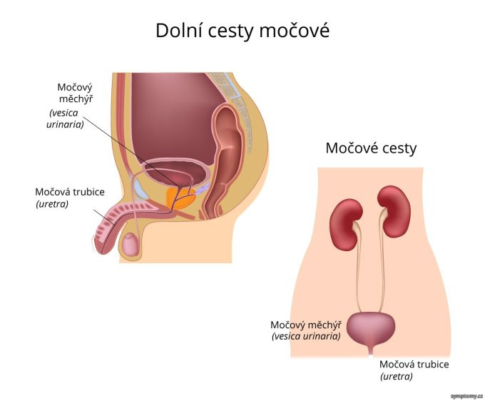 Dolné cesty močové
