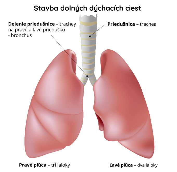 Stavba-dolných-ciest-dýchacích