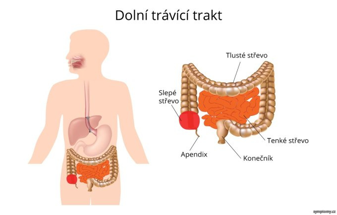 Dolný tráviaci trakt