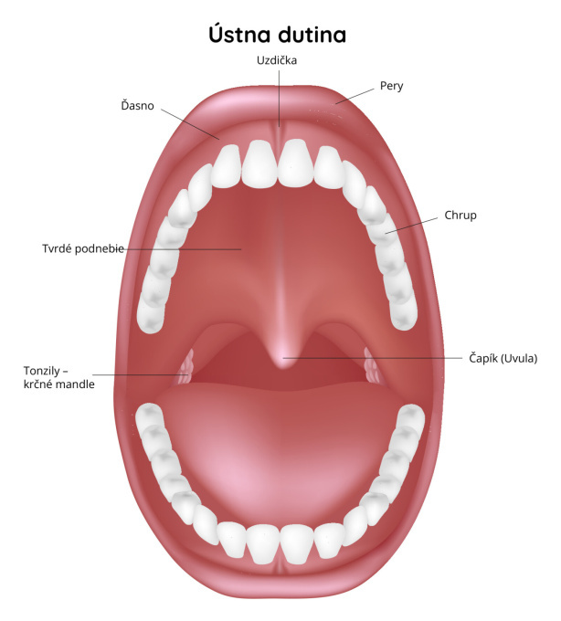 Dutina - ústna