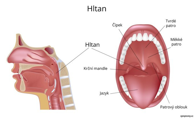 Hltan