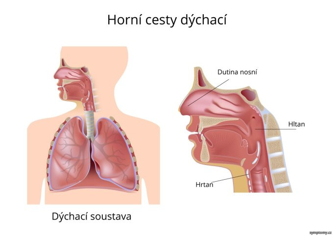 Horné cesty dýchacie