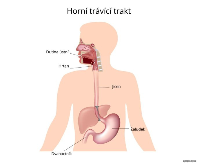 Horný tráviaci trakt