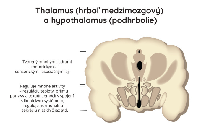 Hrbol medzimozgový (Talamus)