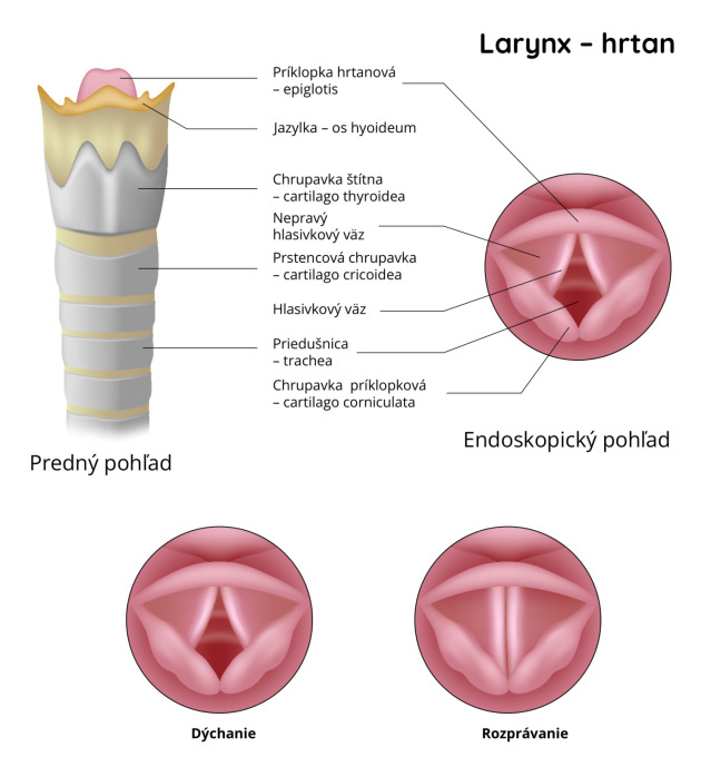 Larynx-hrtan
