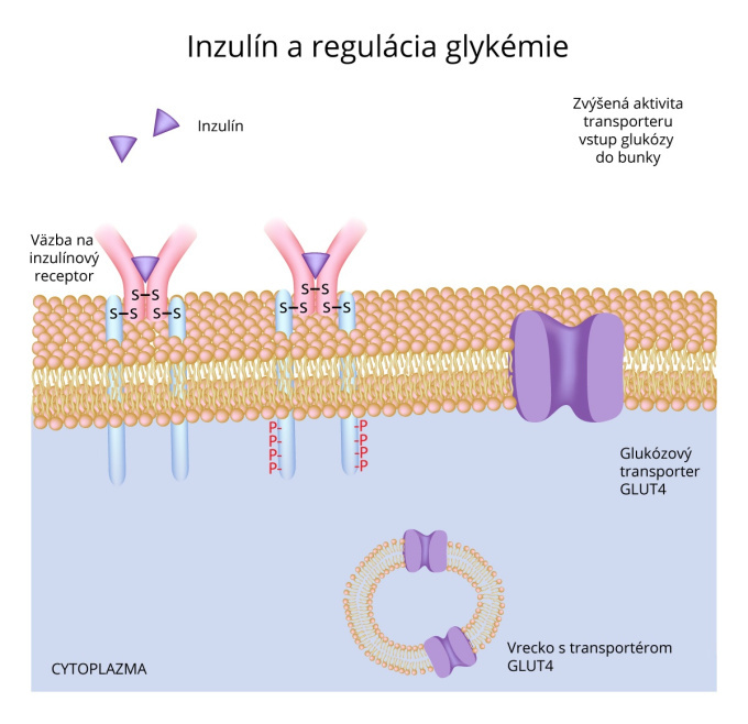 Inzulín a regulácia glykémie