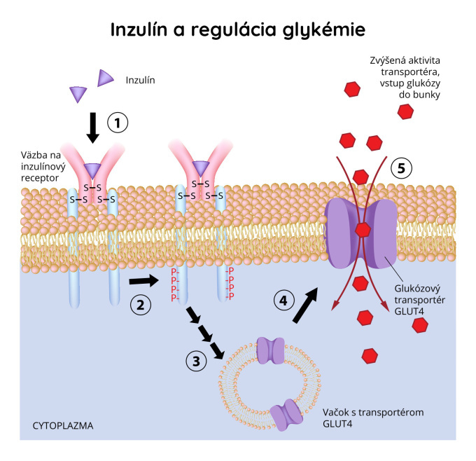 Inzulín a regulácia glykémie