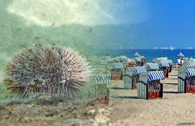 Holotúrie a ježovky