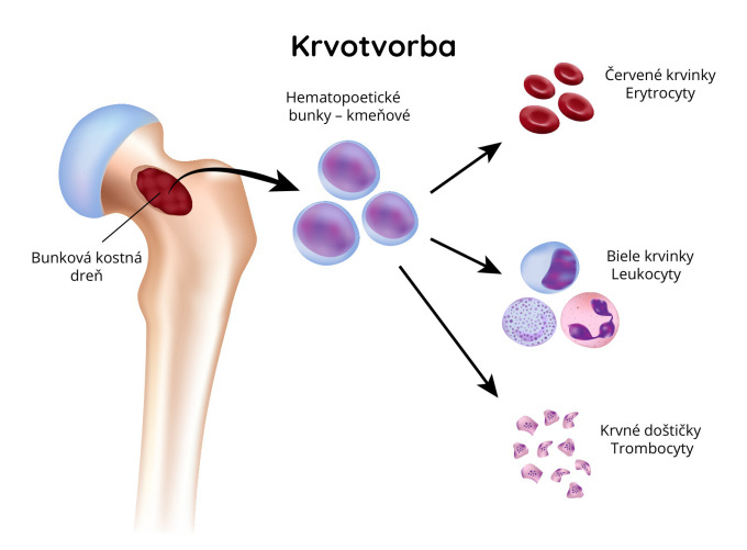 Krvotvorba