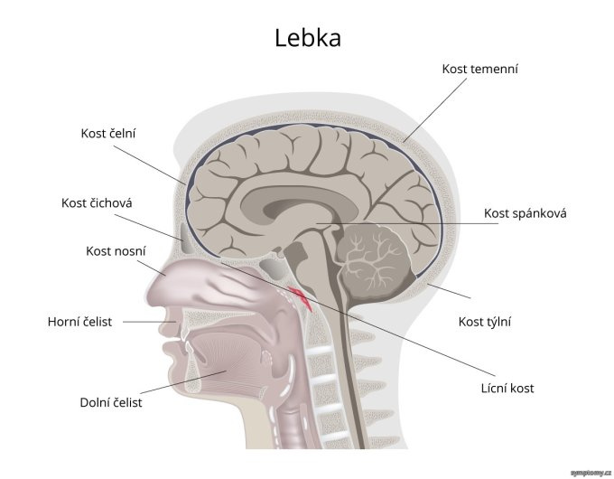 Lebka