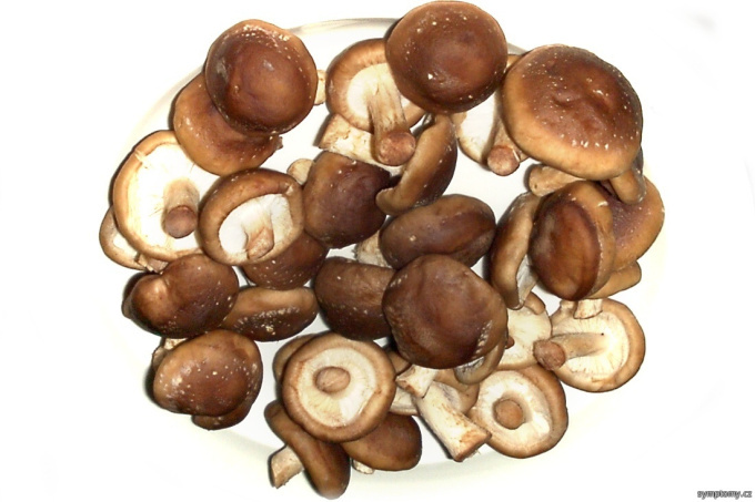 Shiitake - húževnatec jedlý