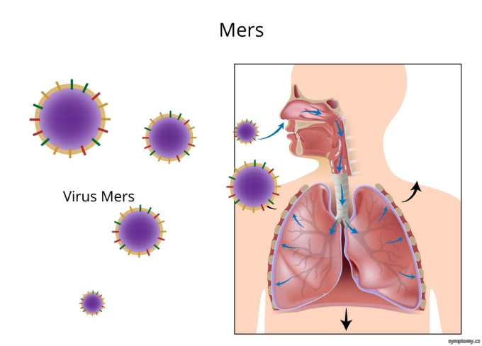 Mers