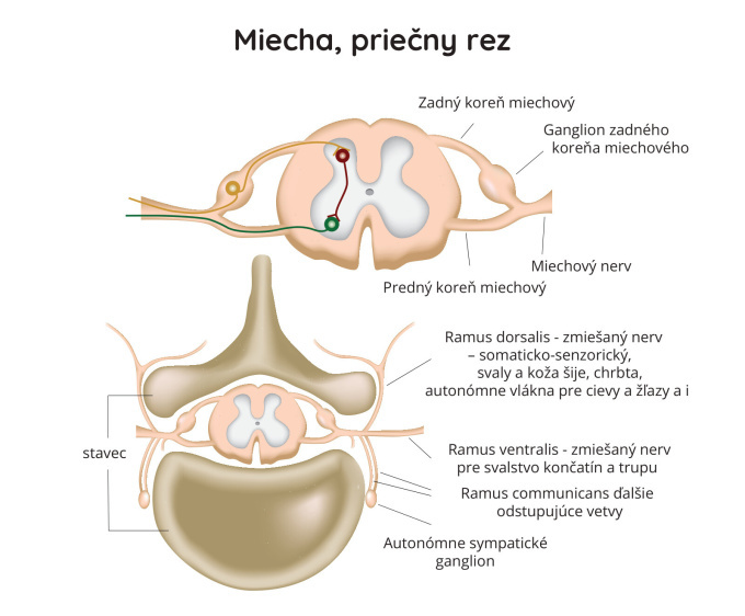 Miecha