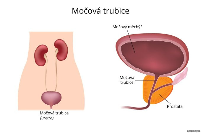 Močová rúra