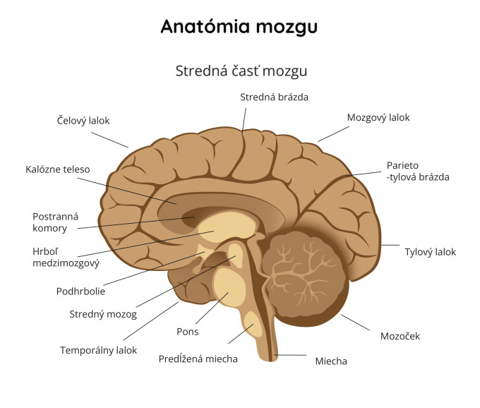 Mozog