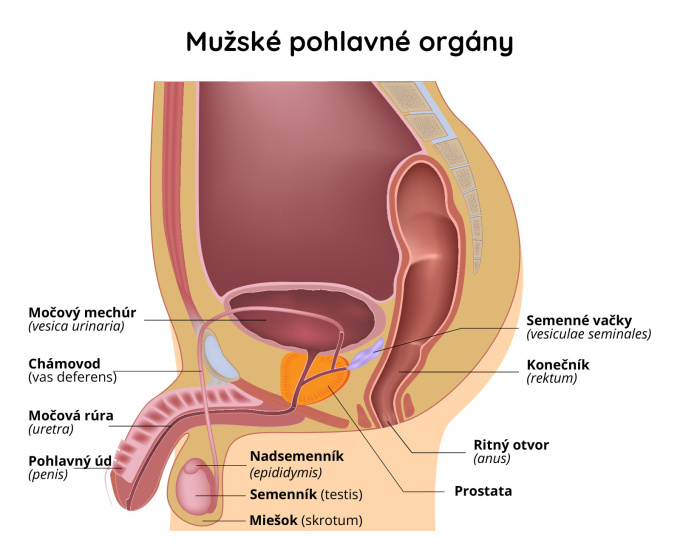 Mužské pohlavné ústrojenstvo