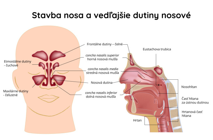 Stavba nosa
