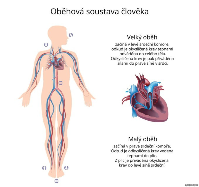 Obehová sústava človeka